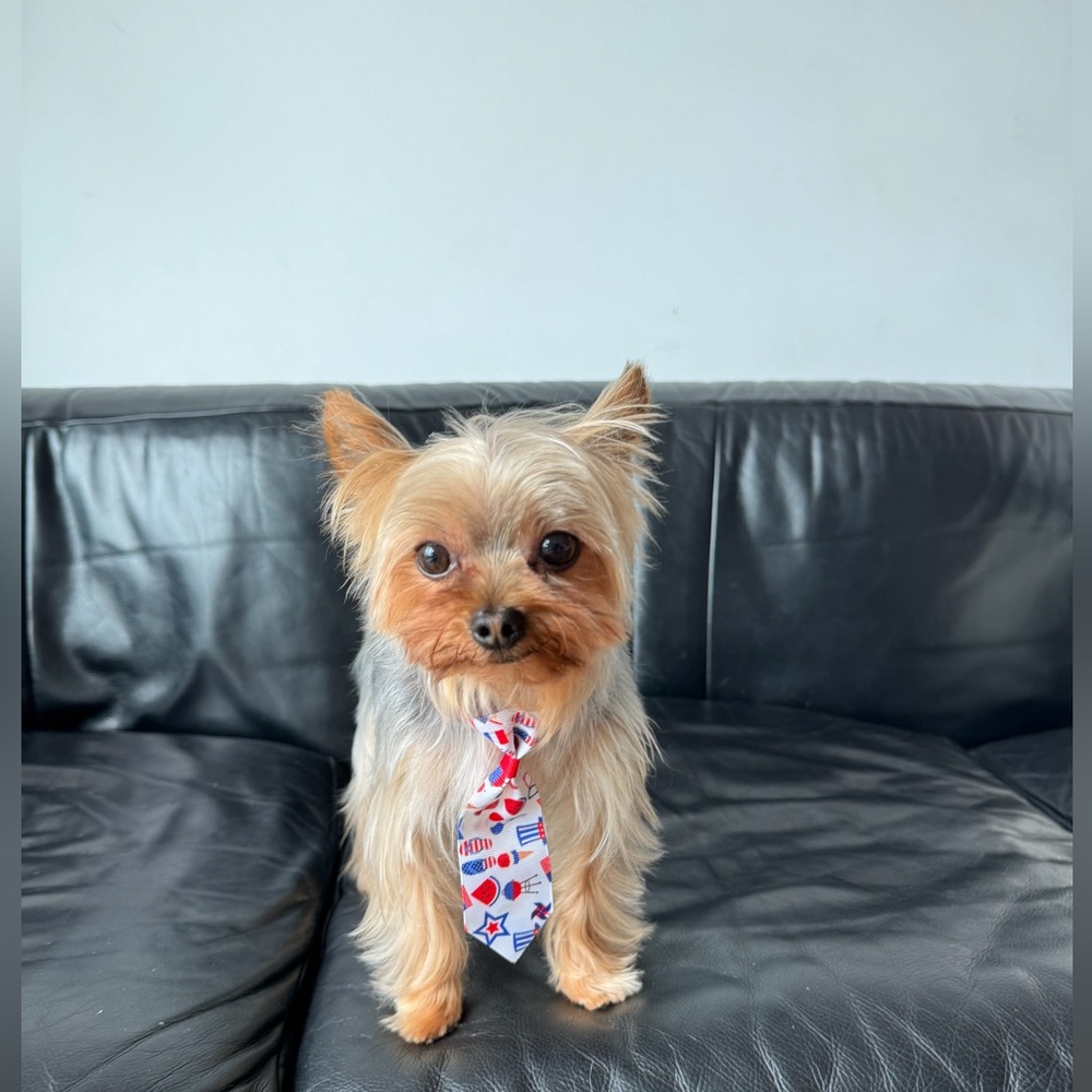 Meet your Posher, Sam